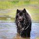 Eurasier