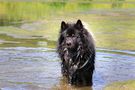 Eurasier von Frank Kliem