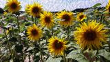 FR: HUIT...... Tournesols/soleil........ pour ma HUITIÈME ****étoile**** von Monique POLETTO