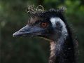 Emu, im Gegenlicht am Abend... von rufus53