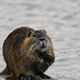 Nutria