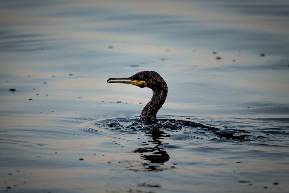 Der Kormoran von Lük van Wies