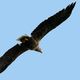 Seeadler