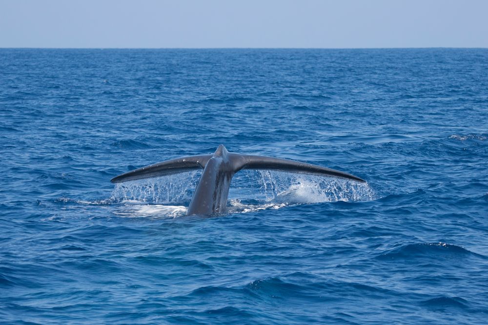 73 - Blauwal taucht ab von SaltnPeppa 