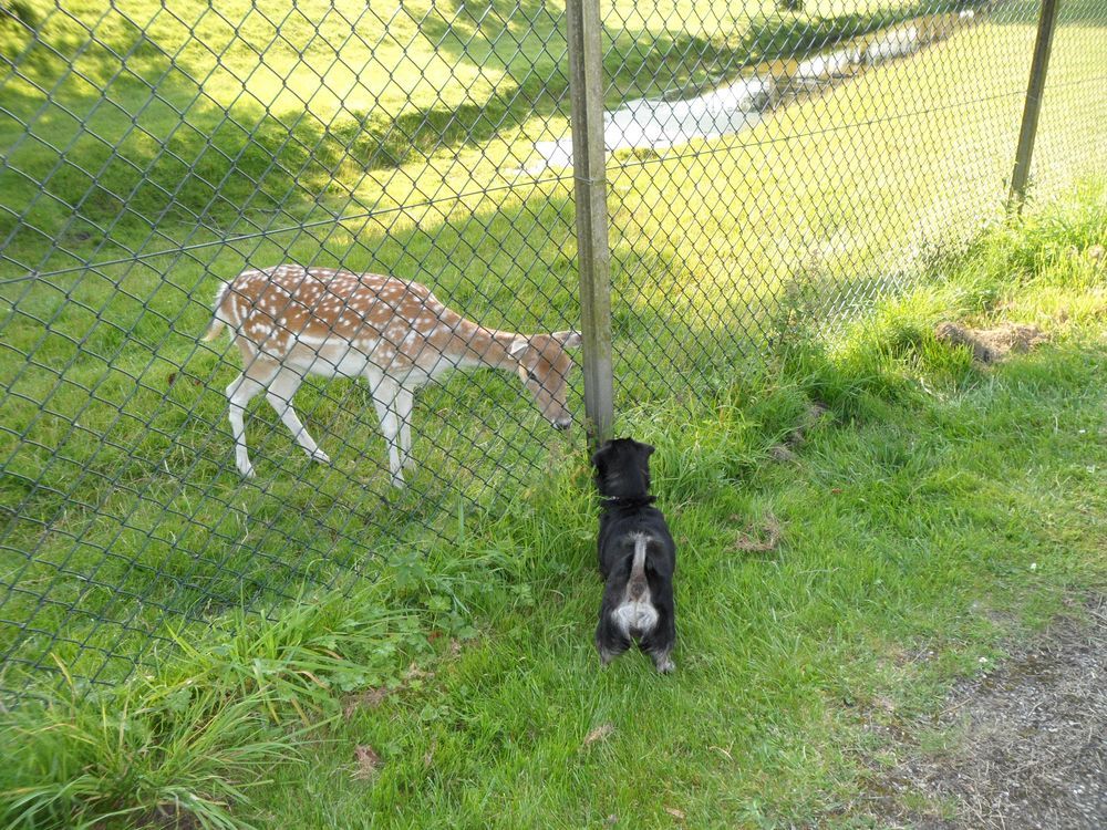 Hund begegnet Reh von hatschusep 