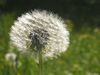 Butterblumen, Pusteblumen