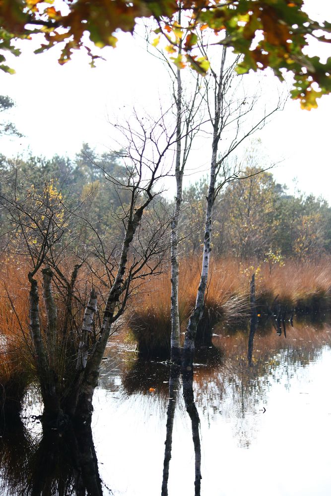 Herbstfackel II von SyBa2015