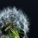 Pusteblume