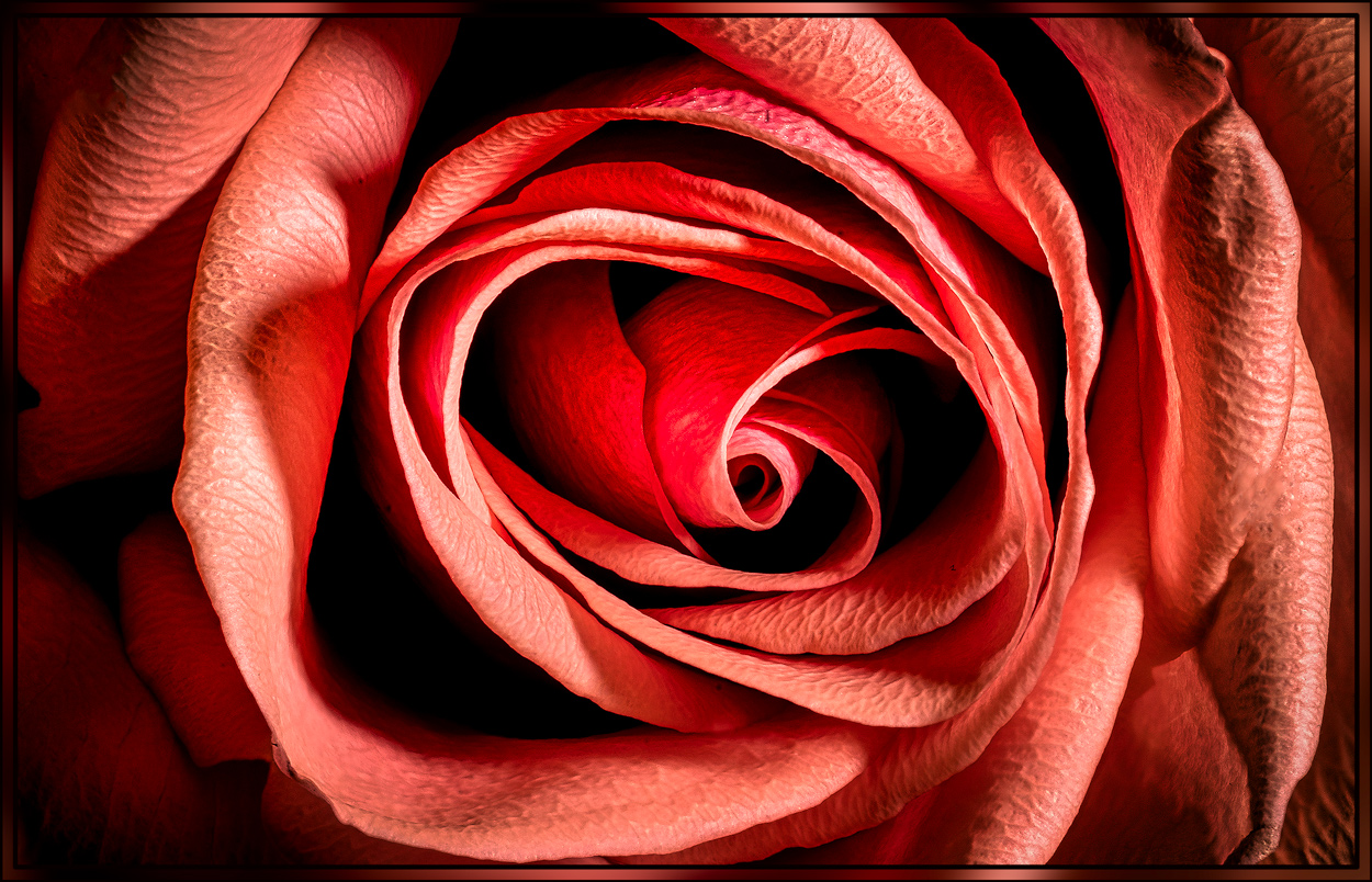 73A-08230-08239-1-Rose