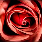 73A-08230-08239-1-Rose