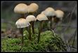 Plantes, Champignons & Lichens