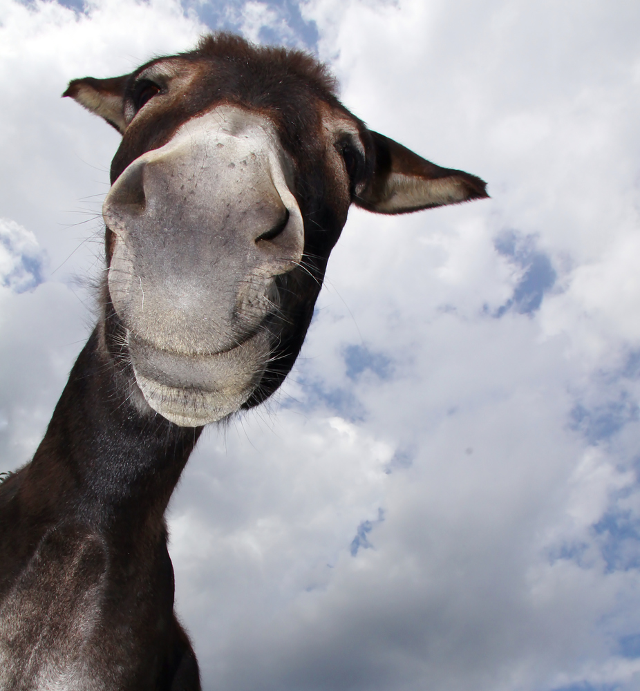 Foto Bild Tiere Haustiere Pferde Esel Maultiere Bilder Auf Fotocommunity