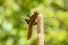 Immer ein gewaltiger Anblick: Plattbauch von NaturaFoto