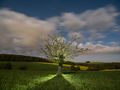 Apfelbaum bei Vollmond von Nordic_photo