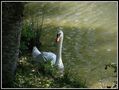 TOUJOURS LE MÊME CYGNE de Josiane64 