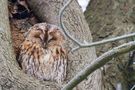 Frozen owl von marefoto 