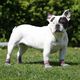 Franzsisch Bulldogge Becky