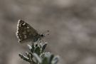 Muschampia plurimacula » Maculated Skipper von ufuk karaca