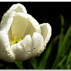 7483   --- weiße Tulpe ---