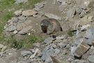 la marmotta von Jobit Stolp 