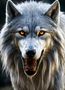 Very large silver wolf with amber eyes. Almost hum (2) by Ayaan mohsin