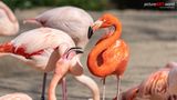 Portrait von einem Flamingo von pictureART.world Kassel