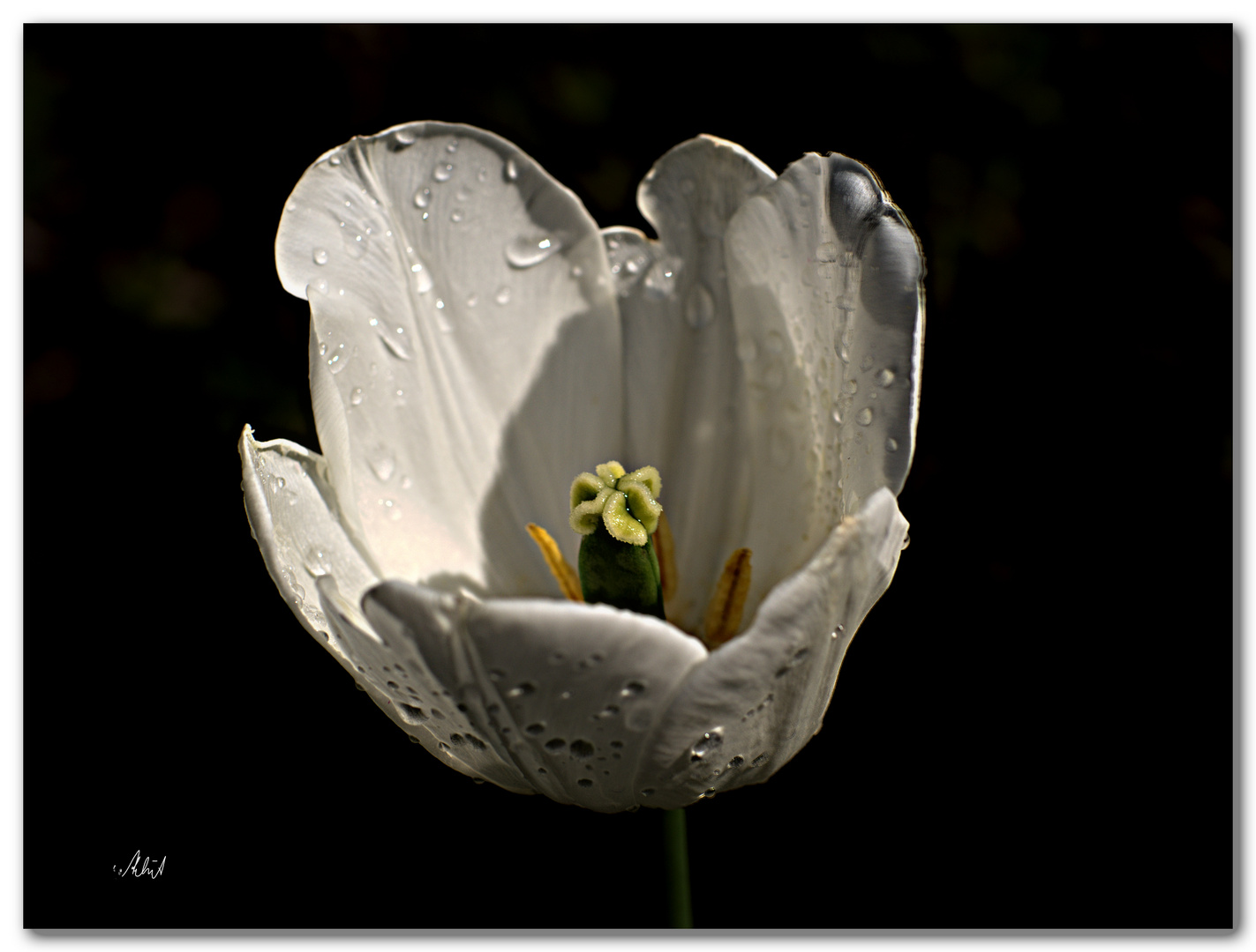 7500   --- weiße Tulpe ---