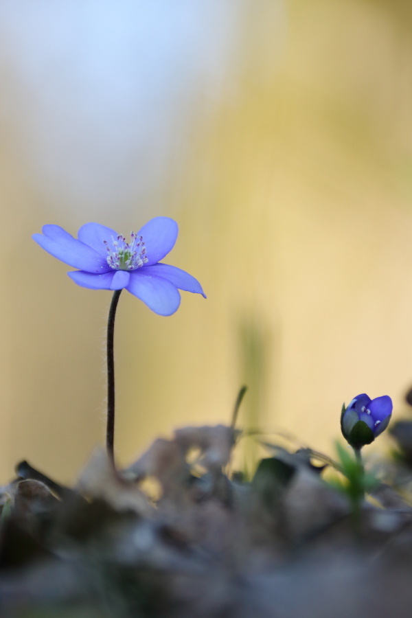 Leberblümchen von Annett Paul