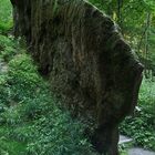 7537_Wachsender Felsen