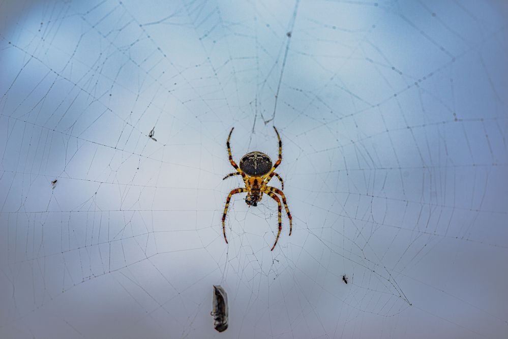 7 Beine oder 5 Insekten von Heinrich F. Morsdorf