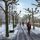 Winterliche Allee