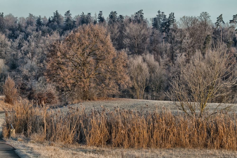 Frostiger Morgen von Hardy 66