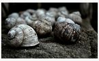 snails by michalplass