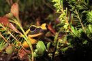 Feuersalamander beim Herbstausflug von Günter von Fleisbach