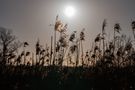 Schilf im Abendlicht von Gisela Aul