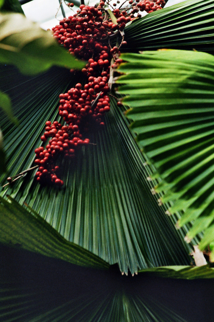 75RFT Botanischer Garten(1)