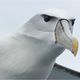 [ White-capped albatross ]