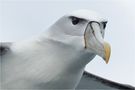 [ White-capped albatross ] von Heinz Schmid 