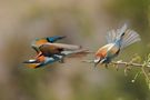 Zwei Bienenfresser  beim Abflug by gudrunneuser