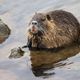 Nutria (2024_02_26_0489_ji)