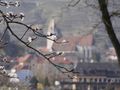 Die Marillenblüte beginnt ... de Klaus Peschke 