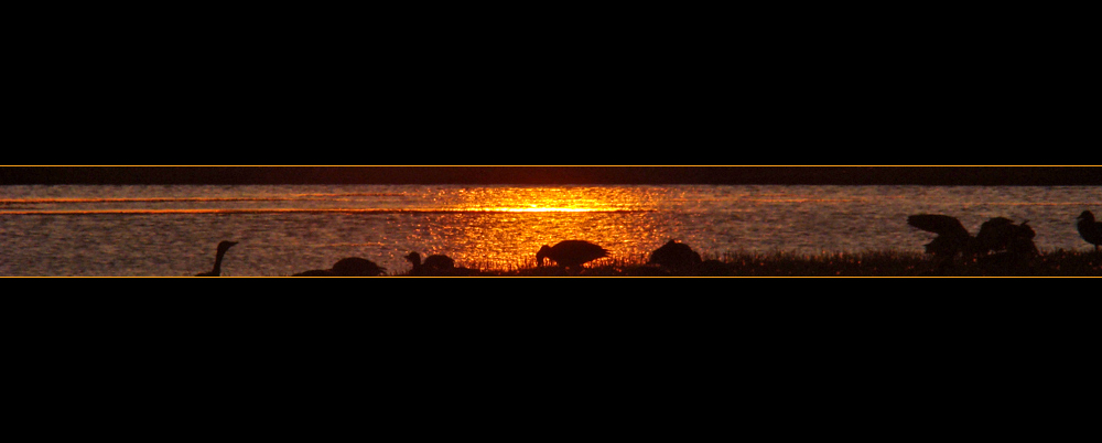 (77) sunsetstrip