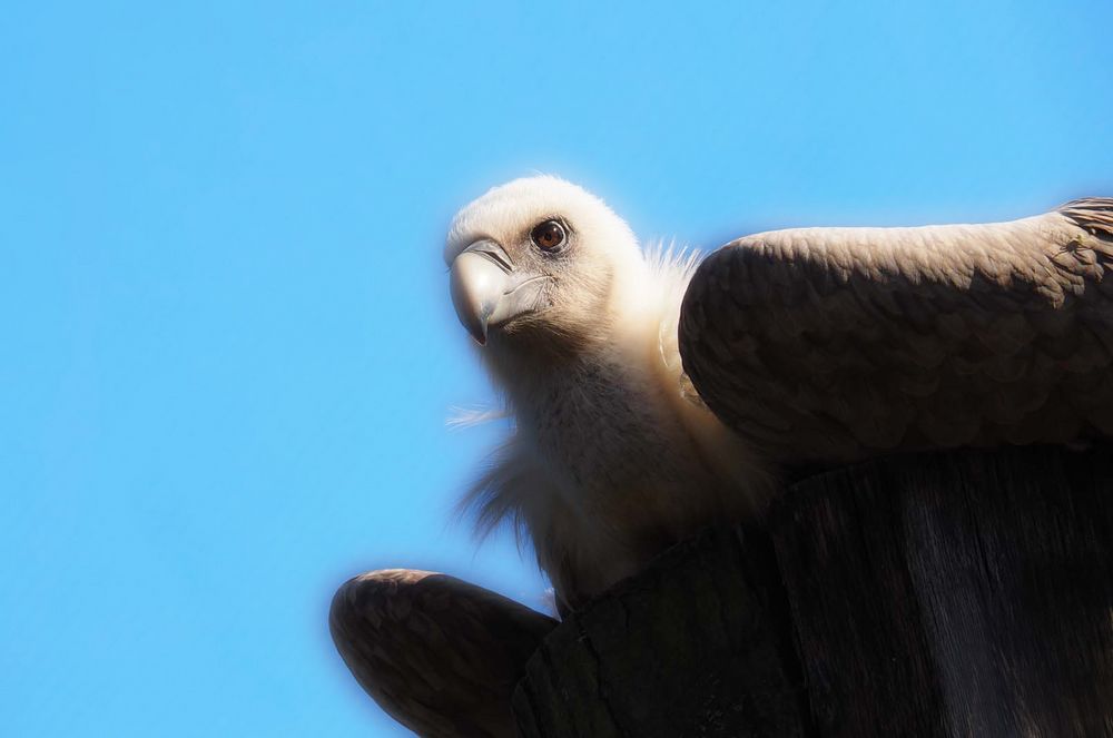 Gänsegeier von Elke Gr.