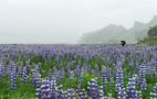 Lupinenblüte in Island von Bricla