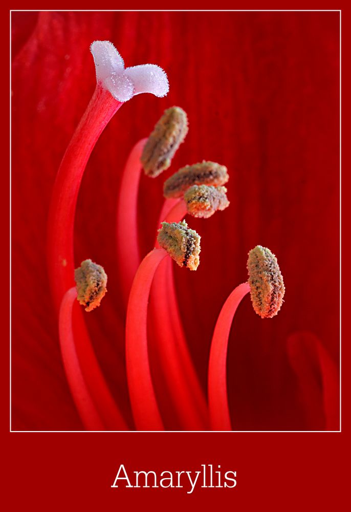 Amaryllis von Buntspecht 78 