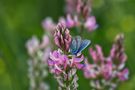 Piccola e colorata, un regalo della Natura de maria teresa mosna