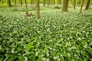 im Bärlauchwald von wivo