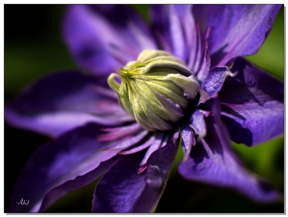 7709   --- die blaue Clematis ---