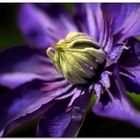 7709   --- die blaue Clematis ---