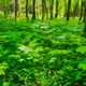 Unterwuchs in einem Papel-Wald von Spitzahorn